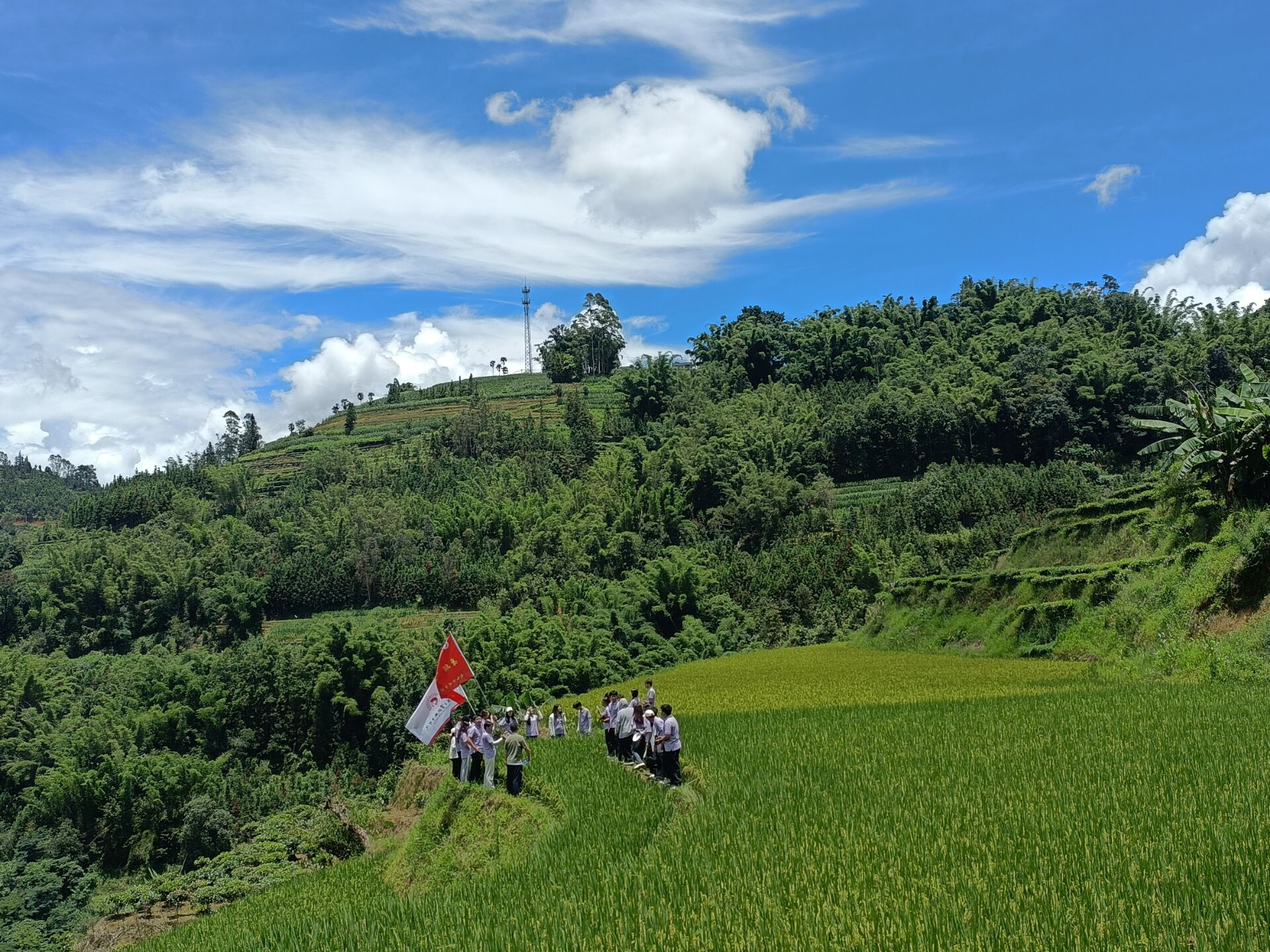 三下乡稻田图.png